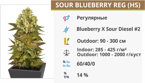 Sour Blueberry reg Sour Blueberry reg