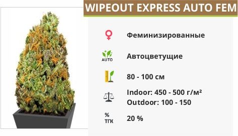 Сорт марихуаны Wipeout Express auto Wipeout Express auto fem (Heavyweight Seeds)