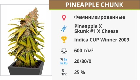 описание сорта Pineapple Chunk описание сорта Pineapple Chunk