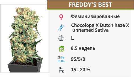 Freddy Freddy