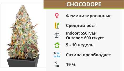 Chocodope
