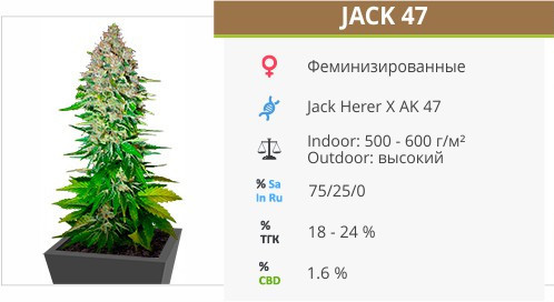 Сорт марихуаны Jack 47 Jack 47 от Sweet Seeds