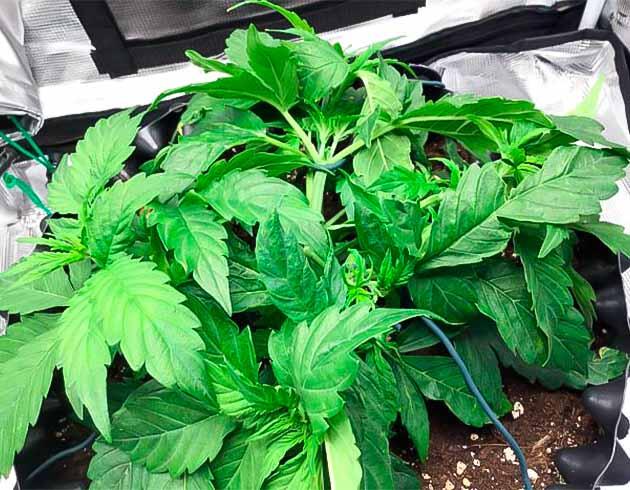Развитие куста после тренировок и подкормки Godzilla Cookies Auto на четвёртой неделе роста
