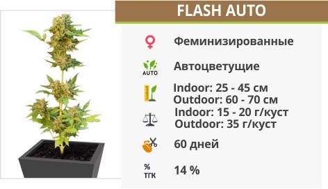 Flash Auto