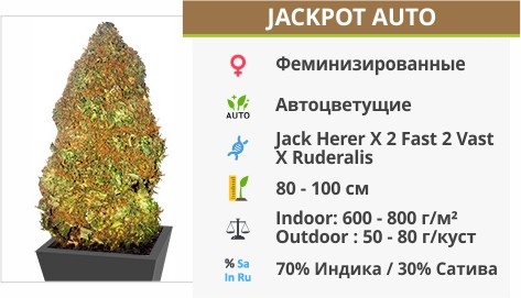 описание сорта Jackpot Auto описание сорта Jackpot Auto
