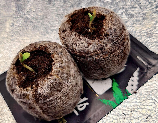Проращивание марихуаны Ростки сорта конопли Cherry Cola Auto