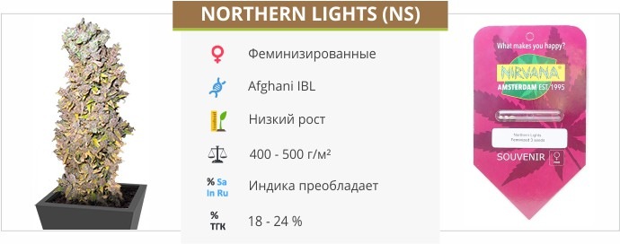 Northern Lights Northern Lights