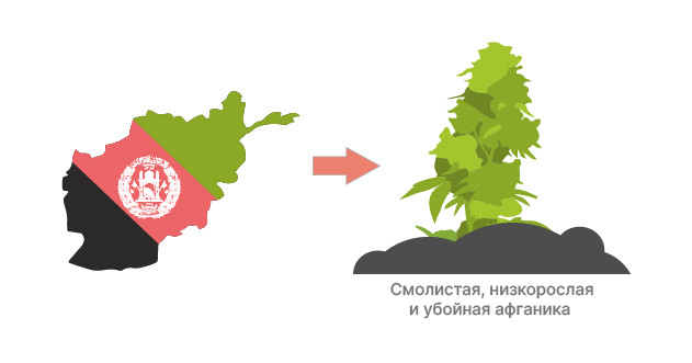Индика: характеристики и условия роста Пакистан, Марокко, Афганистан: родина индики