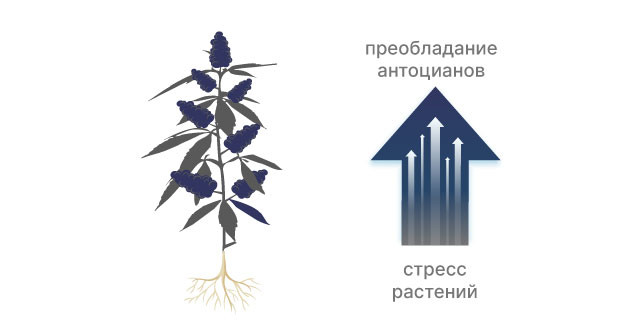 Условия появления черного цвета конопли Черная конопля