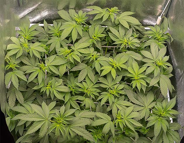Куст под сеткой ScrOG