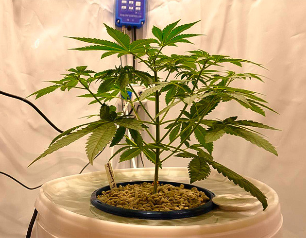 Обрезка верхушки: мифы и правда Purple Juice Auto: подход к тренировке