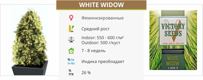 White Widow