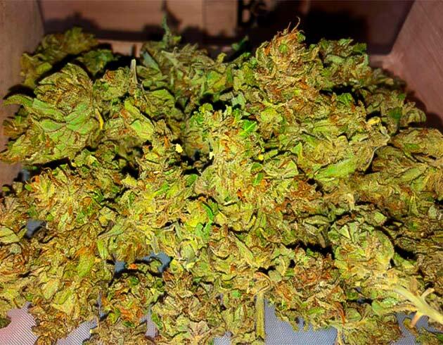 Финальная стадия набора массы Шишки конопли сорта Pineapple Express Auto