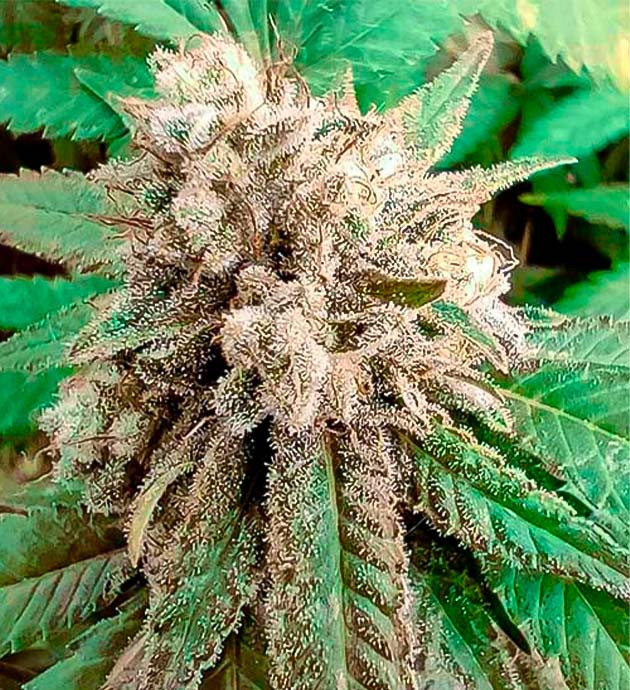 Финальный этап цветения Godzilla Glue #4