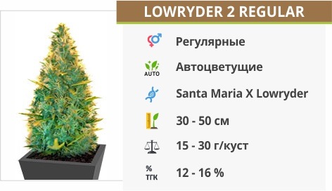 Lowryder #2 auto regular (Doctor’s Choise) Lowryder #2 auto regular (Doctor’s Choise)
