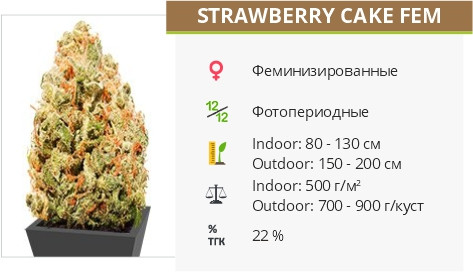Сорт марихуаны Strawberry Cake Strawberry Cake fem от Heavyweight Seeds