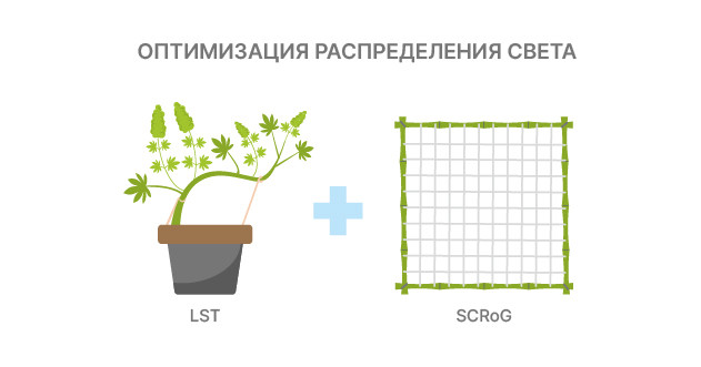 Тренировка конопли для повышения урожайности LST и SCRoG