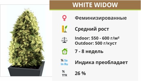 White Widow White Widow