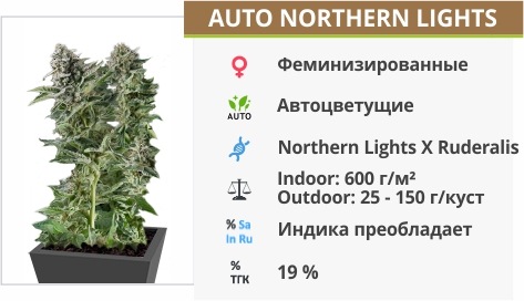 Auto Northern Lights Auto Northern Lights