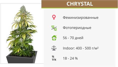 Сорт марихуаны Chrystal Chrystal от Nirvana Seeds