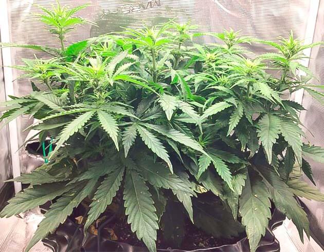 Ускоренный рост и развитие соцветий марихуаны Godzilla Cookies Auto на седьмой неделе цветения