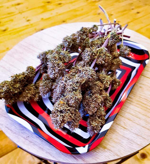 Общие впечатления о грове сорта конопли Cherry Cola Auto Собранные шишки каннабиса