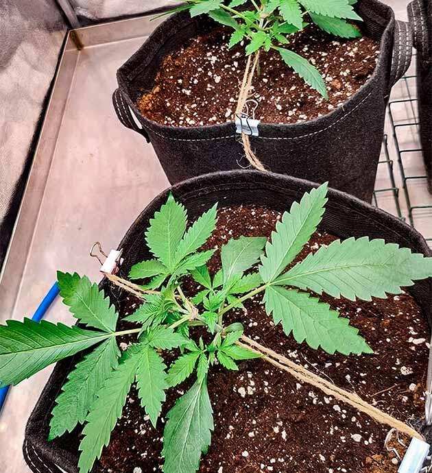 LST-подгиб каннабиса Марихуана на 2 неделе роста