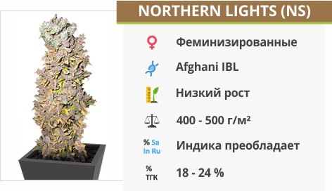 Northern Lights Northern Lights