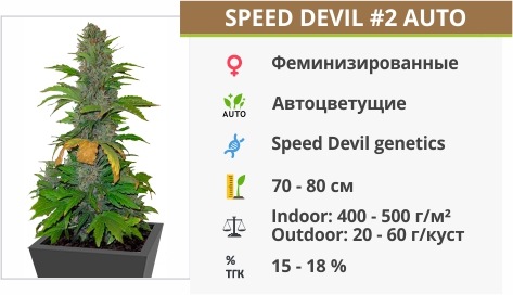 описание сорта Speed Devil #2 Auto Speed Devil #2 Auto