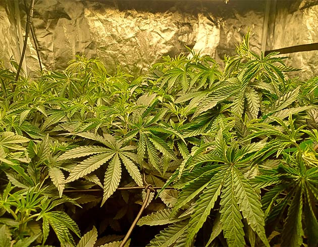 Увеличение полива марихуаны Тепловой стресс у конопли