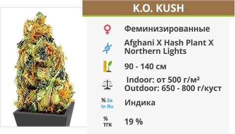 описание сорта K.O. Kush описание сорта K.O. Kush