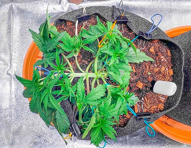 LST каннабиса Вегетация марихуаны