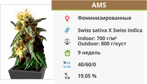 AMS AMS