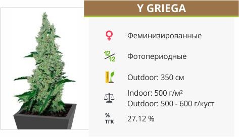 Сорт марихуаны Y Griega Y Griega fem (Medical Seeds)