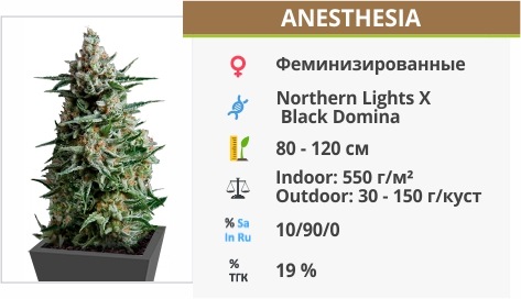 Anesthesia Anesthesia