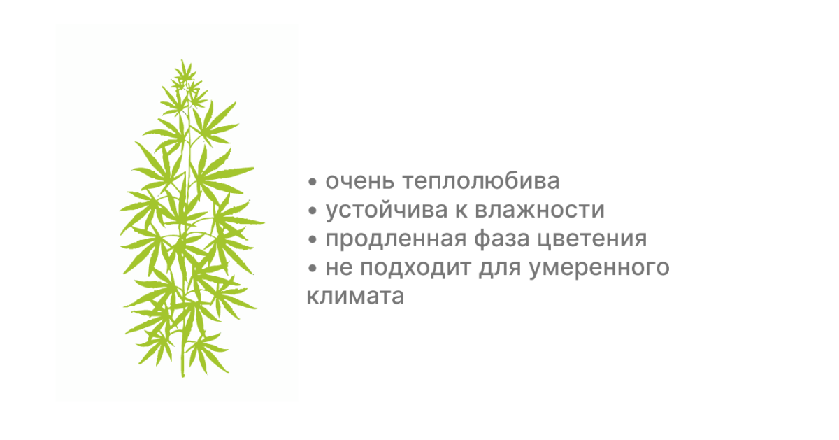 Сатива в аутдоре Особенности сативных сортов