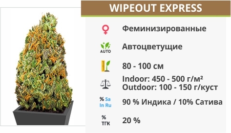 описание сорта Wipeout Express описание сорта Wipeout Express