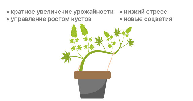 Внедрение техники LST для обучения автоцветению
