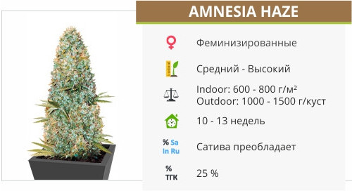 Сорт конопли Amnesia Haze Amnesia Haze от Victory Seeds