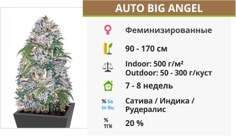 Auto Big Angel Auto Big Angel