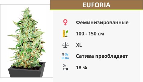 Euforia Euforia