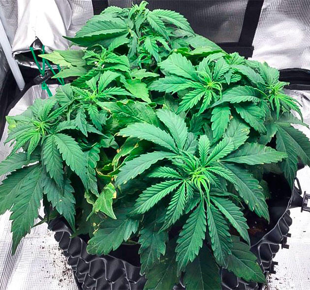 Переход к предцвету после двойного топпинга Автоцвет каннабиса в стадии предцвета после LST