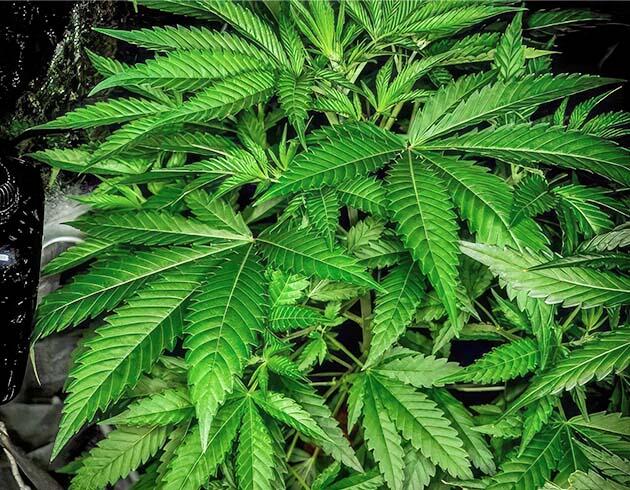Вегетация и питание Canna Aqua Vega Здоровые листья конопли на пятой неделе вегетации