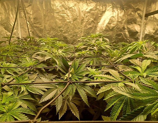 Натянул сетку ScrOG Куст Runtz Punch ростом 25 см