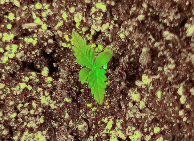 Росток Original Chemdawg Auto