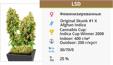 LSD LSD