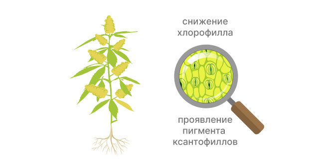 Условия появления желтого цвета конопли Желтая конопля