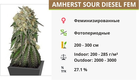 Сорт конопли Amherst Sour Diesel Amherst Sour Diesel fem от Humboldt Seeds