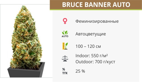 Сорт конопли Bruce Banner Auto Bruce Banner от Monster Genetics