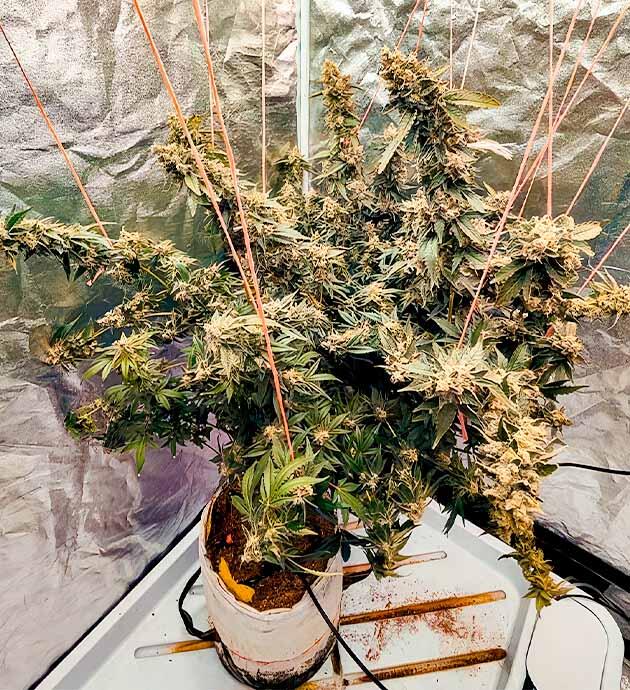 Финальная стадия цветения: зрелый и здоровый куст, готовый к сбору урожая Зрелый куст Dozy Doz с широкой раскрытой кроной